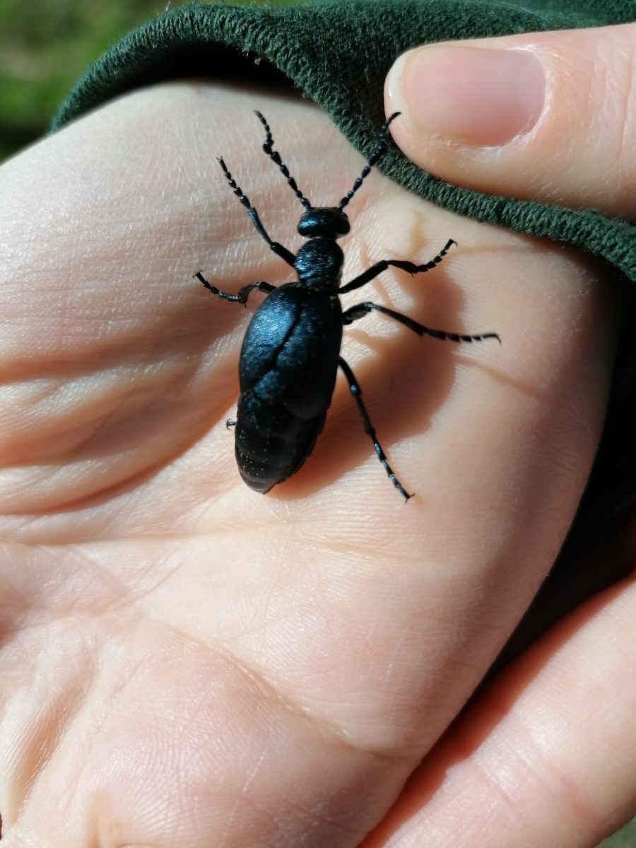 Cardeilhac, faune et flore locale, comminges, pyrénées