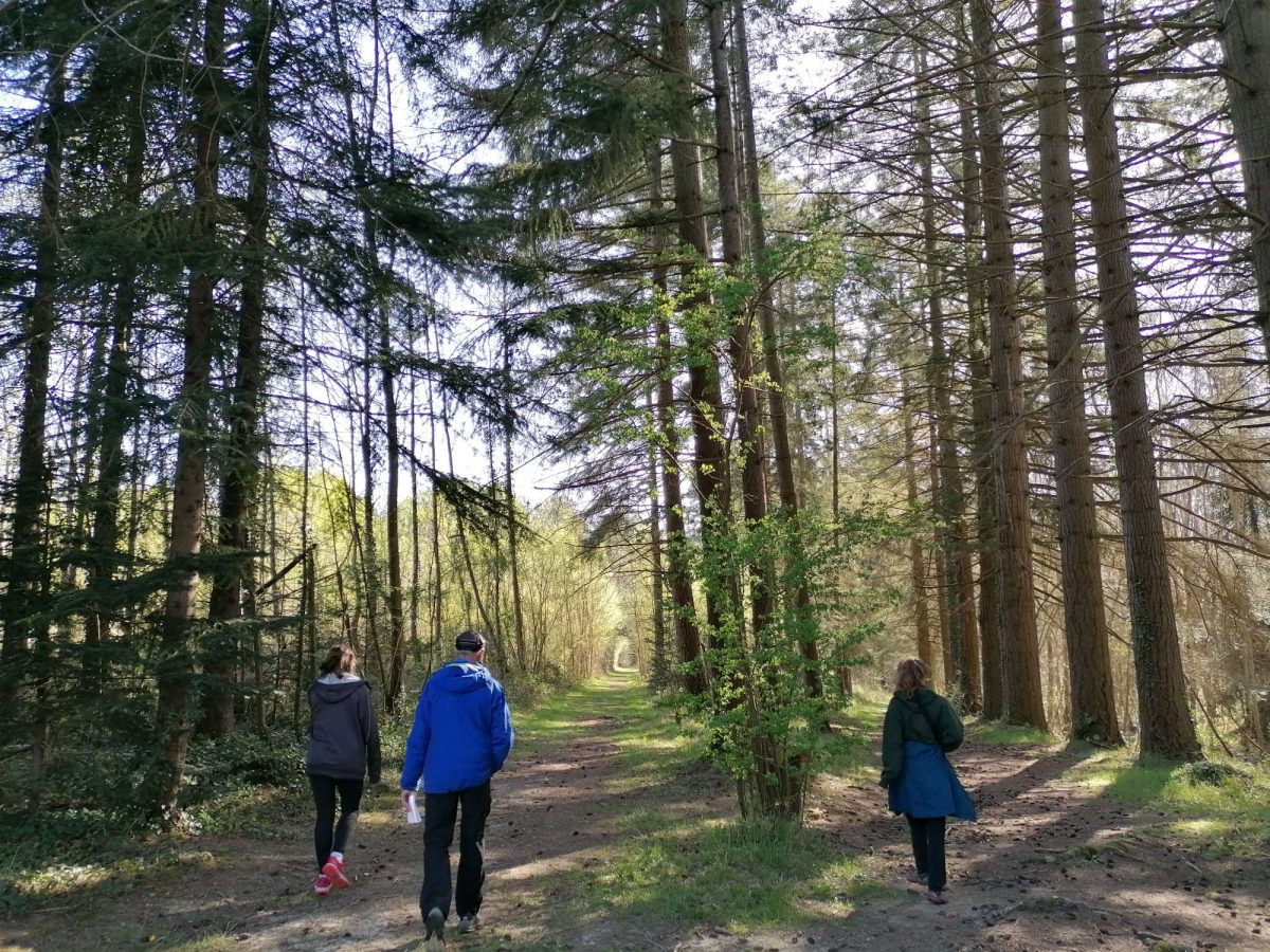 Marcher, forêt, se ressourcer, comminges pyrénées, campagne, air pur, activité famille