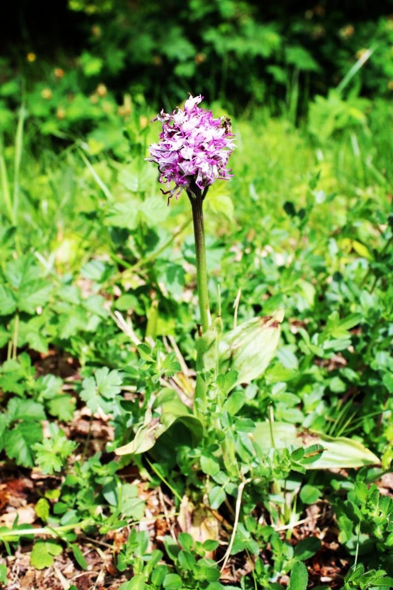 orchidée sauvage, fabas, comminges pyrénées