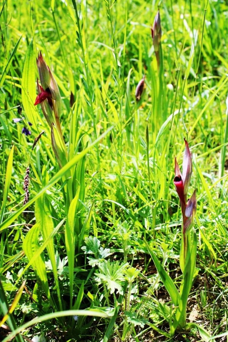 orchidée sauvage, fabas, comminges pyrénées