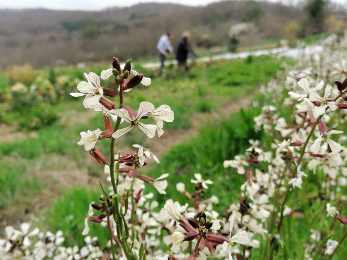 Mélange de fleurs comestibles - Meilleur du Chef