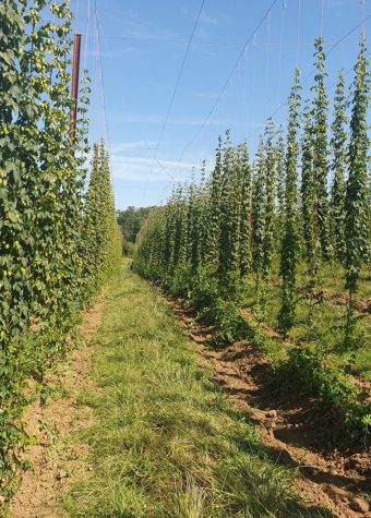 LES FLEURS DU BRASSEUR