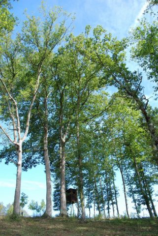 31G100342-60ded3069ddf46cdb4072e77b753c4bc