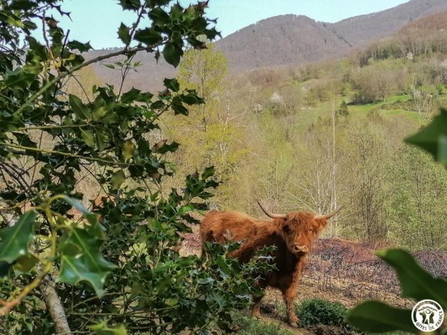 31G100360-c5782ead455846158599d5a098338b1d