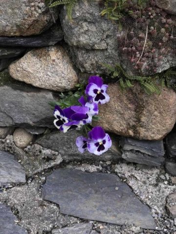 31G100375-50993334e5984a91ab0362b6a1244cf7