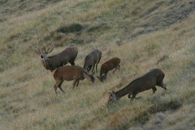 31G100446-14cddf2e578a4caea1ea489e3ce87ae9