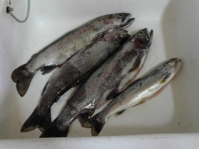 31G100446-4e3eaf2bfdfe439d8e5eaf5c7cd5a173