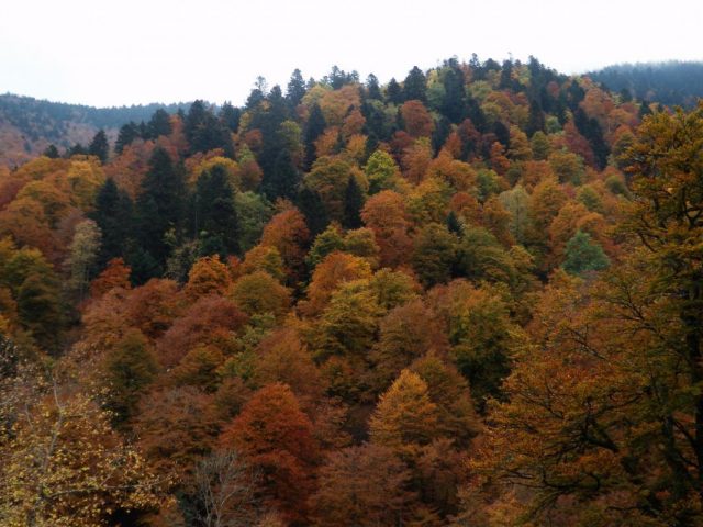 31G100446-83b78433651b45c39f5ab2aa0b1f636d