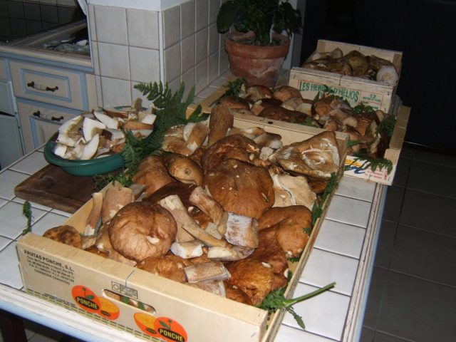 31G100446-acfce5eaa88f49839f8a20afe7727704