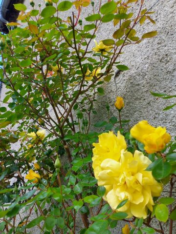 31G100471-cb5d9eb682e64d8488d8bfaaf1398db4