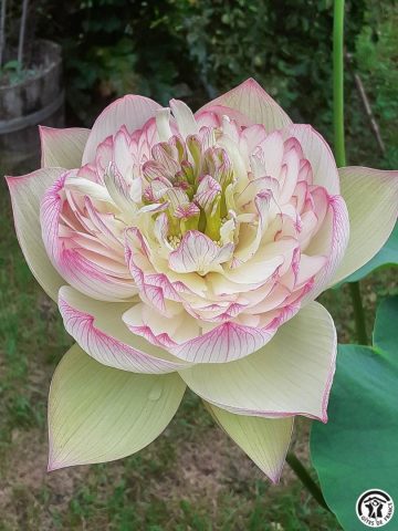 31G100544-db13e6e2a7f64622870fa07c9119e0d2