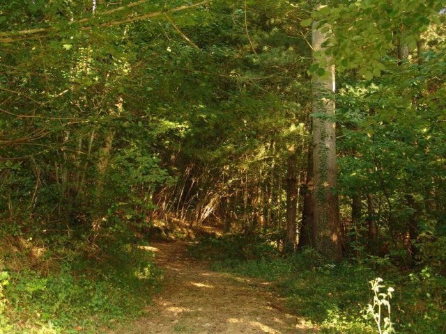 31G100588-a8b58e40569c4d428ee1922518696814