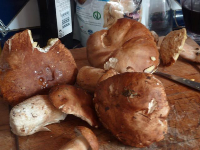 31G100982-bec215020d8240a5949df54c3a4e2363