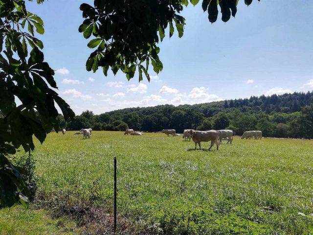 31G101006-a3daf8c088a24eb7a8151eb511732b84