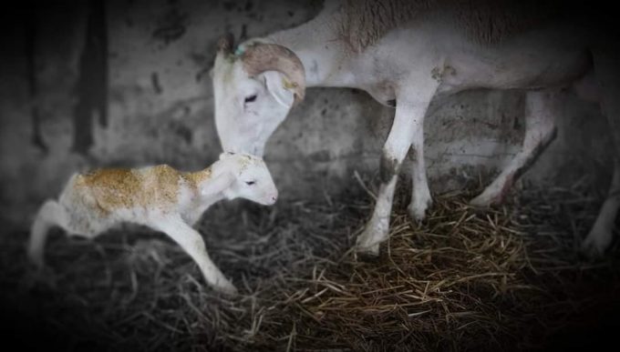 31G101056-256a75e1be514939a0559f0c6db13a10