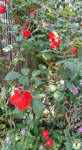 31G101092-2a0ce580e23a4a8da5228bb68c1ada32