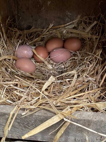 31G101336-0a521af2922c4704b05c6aa56d944261