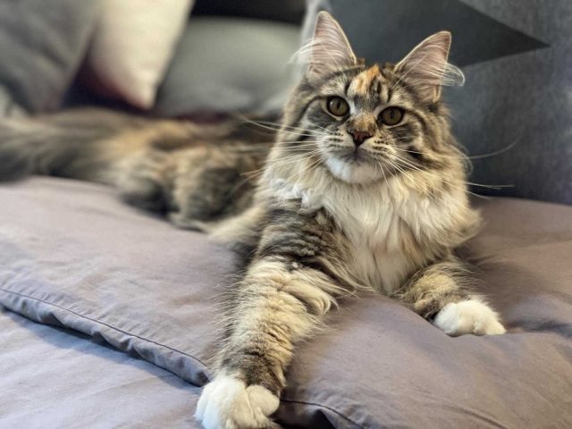 31G101336-a5a33b5754f545b3892abc98117f822a