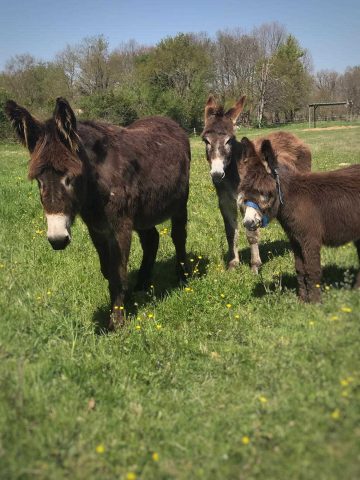 31G101336-b846074159f2432c982343a7cf581926