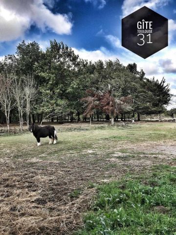 31G101336-e938ef4dd5ed4b5d826cc7f37ed82616