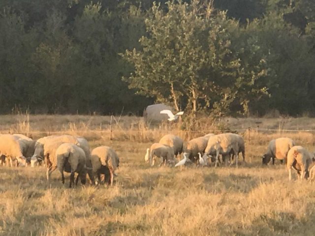 31G101336-f4bfbbb0516f44a8acb89371025dbd4c