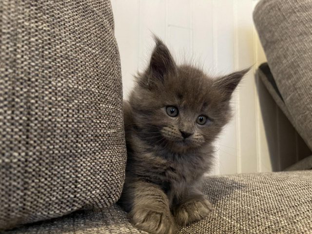 31G101337-30280ba7680b48af98083fa1abb90488