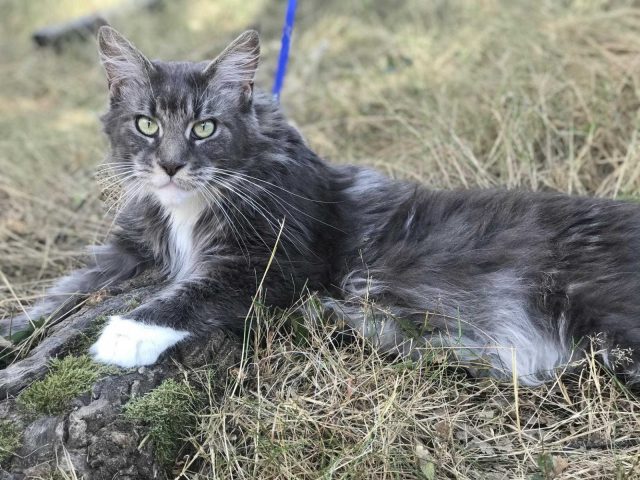 31G101337-68f2da3c739c48998845aaba870307be