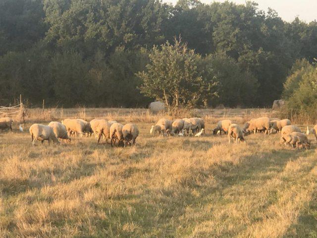 31G101337-e6c1d4788fa54fd8a7ac613d422a3039