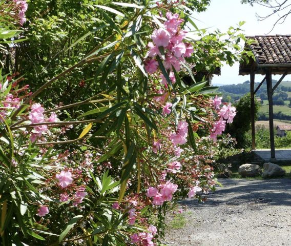 31G101342-a96c51f90f984027909afdb5cfea2523