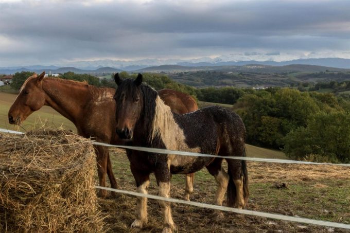 31G101370-0b18418791c8476e8c3a708d80fc9b63