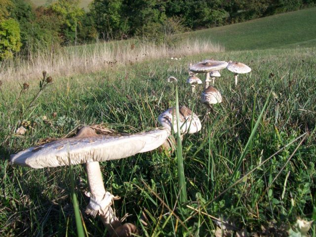 31G101370-2a252cd6fa9147dcbe338efaeb425024