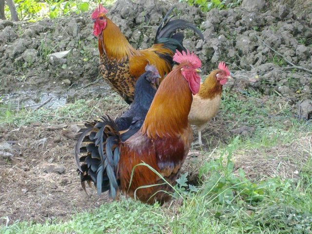 31G101371-ad68a4c1ba4f4476879ec63f35e45228