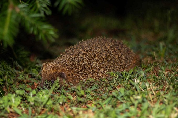 31G101444-5f60819996c243cb9caf7442baf49a12