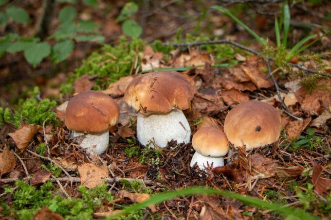 31G101444-d6a201ef62af4499b84453cb3c93076a