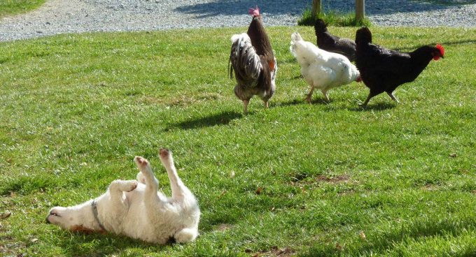 31G101478-08755c33d48543b3a90a124e40f6786c