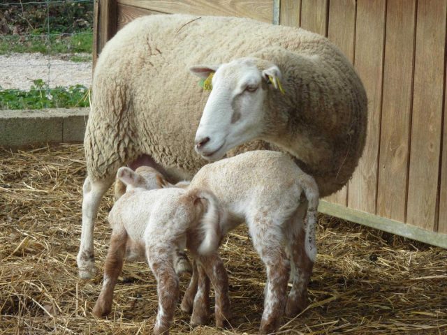 31G101478-46205e887ebf42ed88f666fa84b734fd