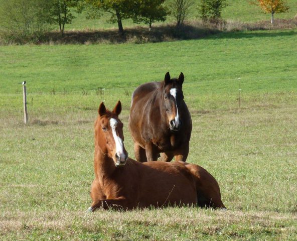 31G101478-9723ef937bdd4c42a20e5bae34b8198c