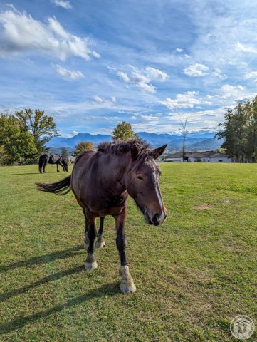 31G101494-1484db22b7a74ccabd28543b41fdfbcc