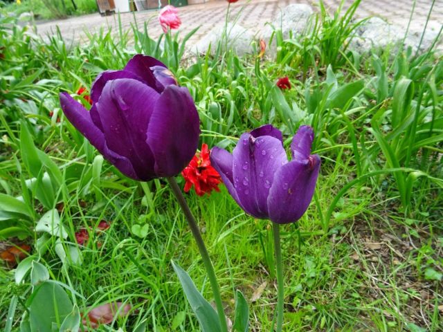 31G101494-2c920389ba4143498c7ce2547abd037e