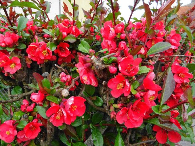 31G101494-491a865b66ee4a1887659c430cb3859f