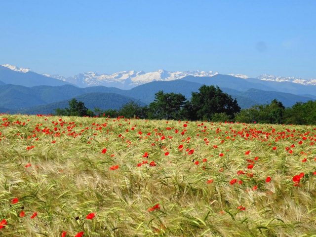 31G101494-9915623c27b14a2e8b2d5824f557c69a