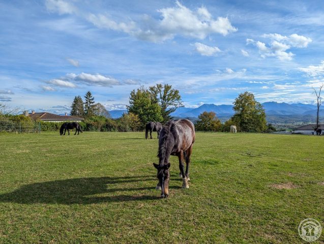 31G101494-ac23ef7d575040aabdff02c51a985e79