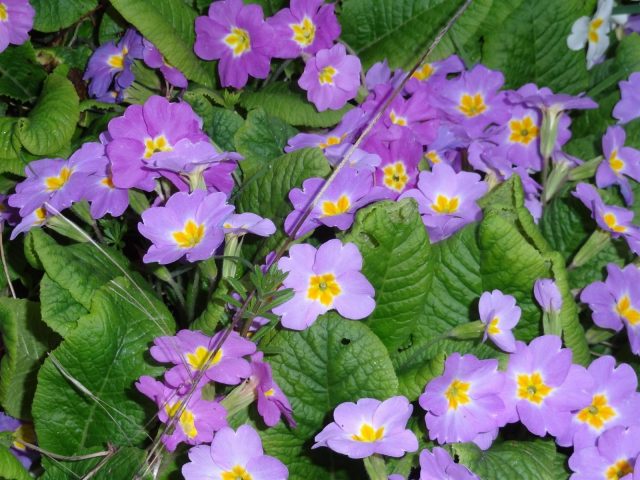 31G101494-cf91183dd2c546e6b4fcbca679380493