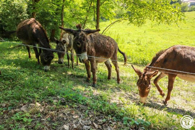 31G101515-0f3357e233234af6b5cf32f32d021f4a