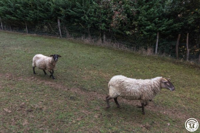 31G101543-2355fc9e723d422a89a63b4633b24a47