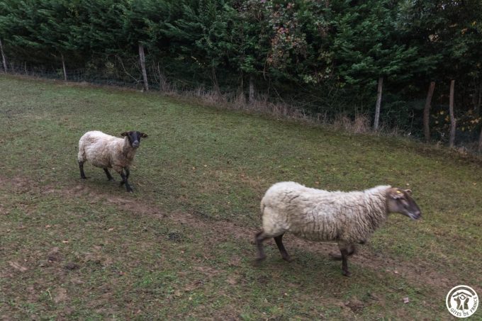 31G101543-6a14e20d20d442d9a298a2cb73f8f360