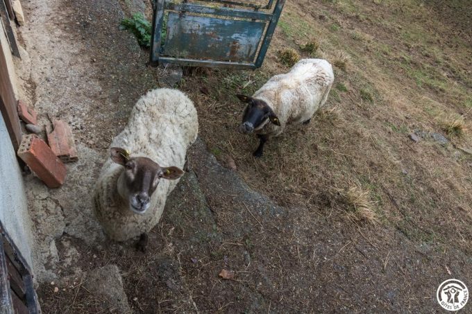 31G101543-6a4f30c2bb0c4fdea22cdca6ed8f0378