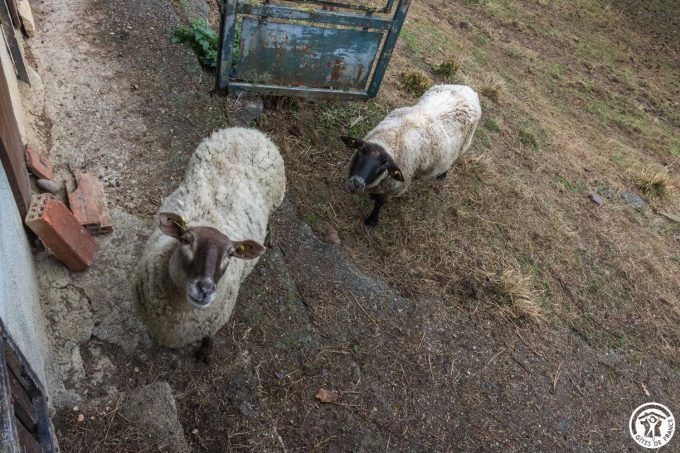 31G101543-d1f9c635845a4946818c51be351bb975