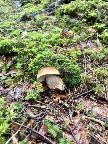 31G101657-0c206cdd96f145fb83e69b43dd6b3cb4