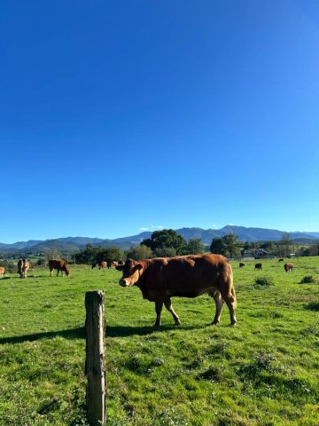 31G101753-5aeb095ba6eb44f6a6b9a1c6aff1c482